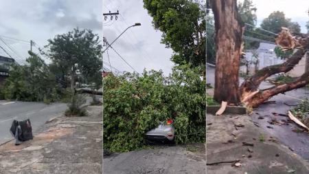 Quedas de árvores em BH