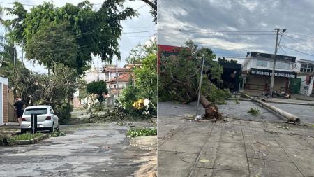 Temporal causa queda de árvores e postes em BH