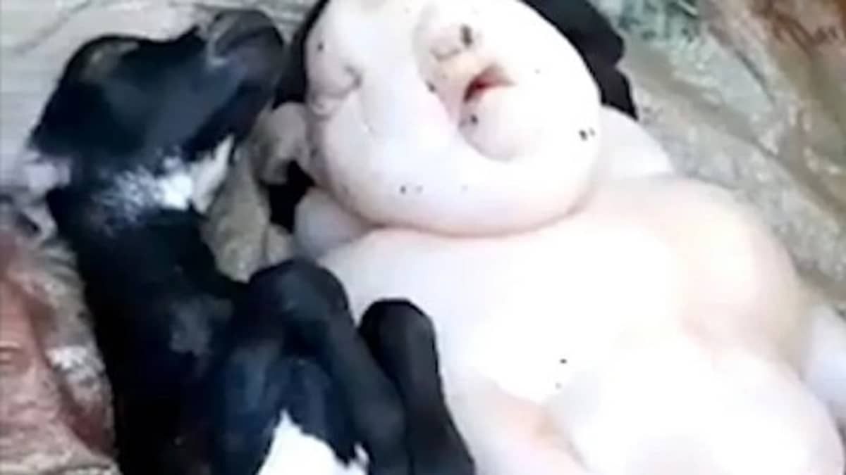 Filhote de cabra nasce 'meio porco, meio humano' e aterroriza fazendeiro 