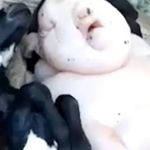 Filhote de cabra nasce 'meio porco, meio humano' e aterroriza fazendeiro 