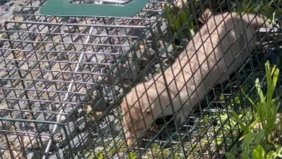 Vídeo: centenas de doninhas fogem de fazenda e população de cidade se une em resgate