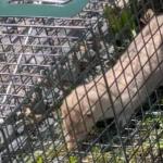 Vídeo: centenas de doninhas fogem de fazenda e população de cidade se une em resgate