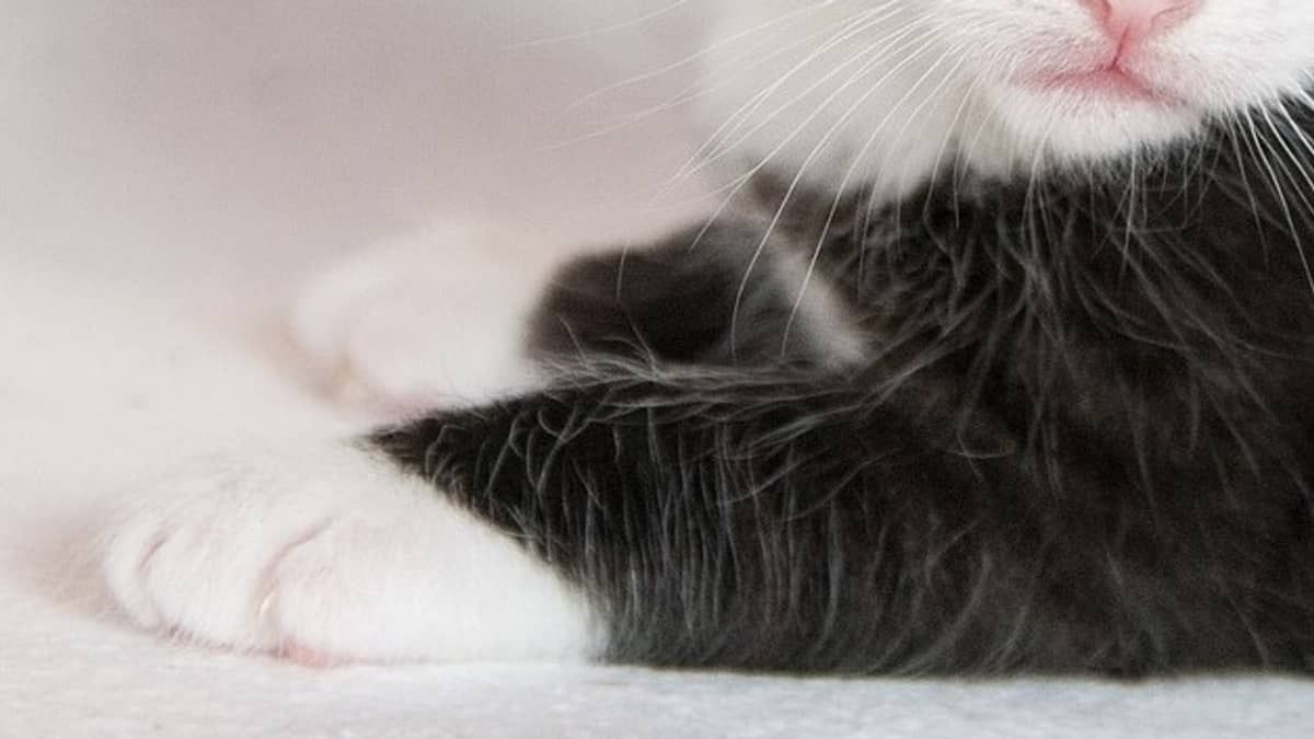 Bombeiros resgatam gato que ficou preso em cano de condomínio em Minas; veja fotos