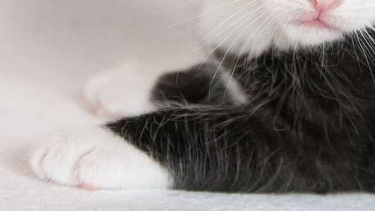 Moradores ouviram gato miando na tubulação e acionaram o Corpo de Bombeiros
