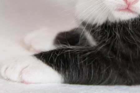Gatos podem ter diagnóstico e tratamento gratuitos para esporotricose; saiba mais