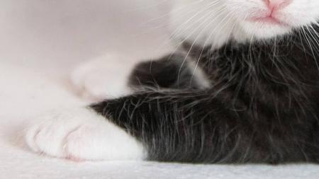 Moradores ouviram gato miando na tubulação e acionaram o Corpo de Bombeiros