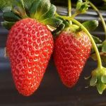 Emater promove treinamento em fertirrigação para melhorar produção de morangos em MG