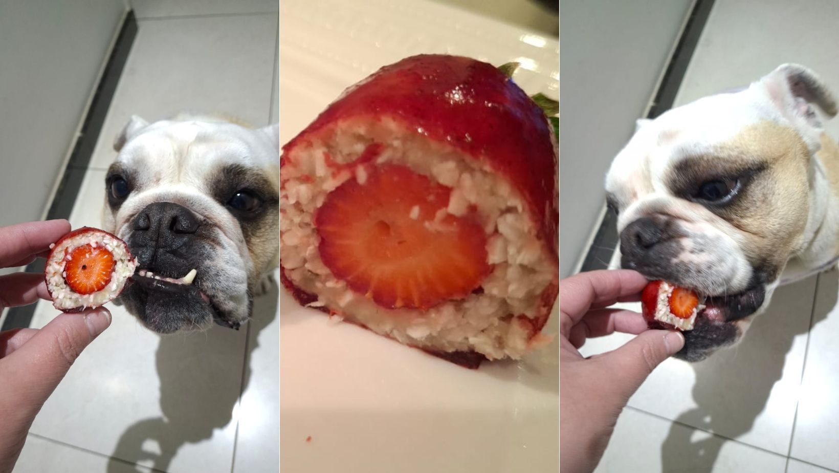 Morango do amor: mineira cria 'morango do AUmor' para pets; confira receita