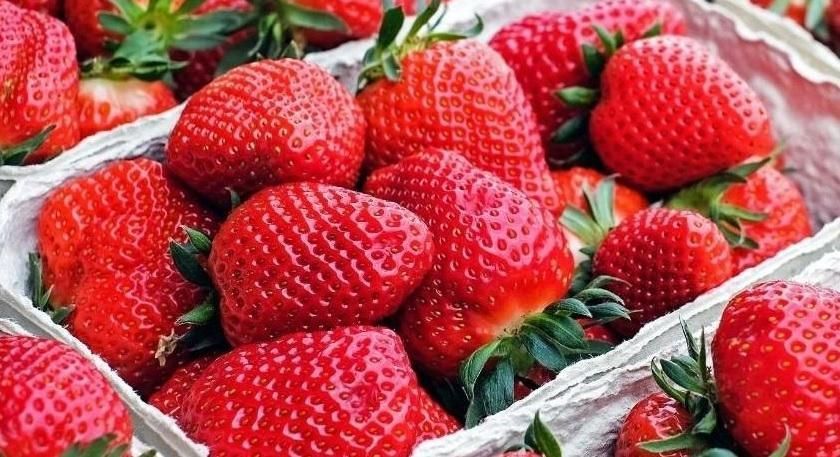 Sentindo falta do morango? Safra está atrasada, mas vem com qualidade, garantem os produtores