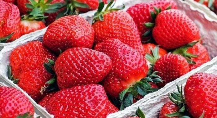 Produção da fruta pede temperaturas em torno dos 12 graus
