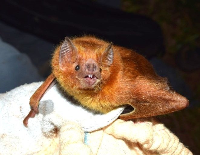 Morcego com raiva é encontrado morto em quintal de casa em Betim, na Grande BH