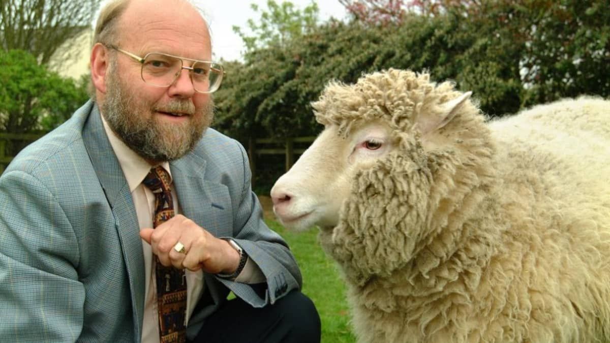 Morre Sir Ian, cientista 'pai' da ovelha Dolly