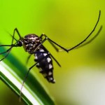 Brasil tem mais de 6,5 milhões de casos prováveis de dengue este ano