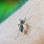 SUS passa a custear teste rápido de dengue com resultado em minutos