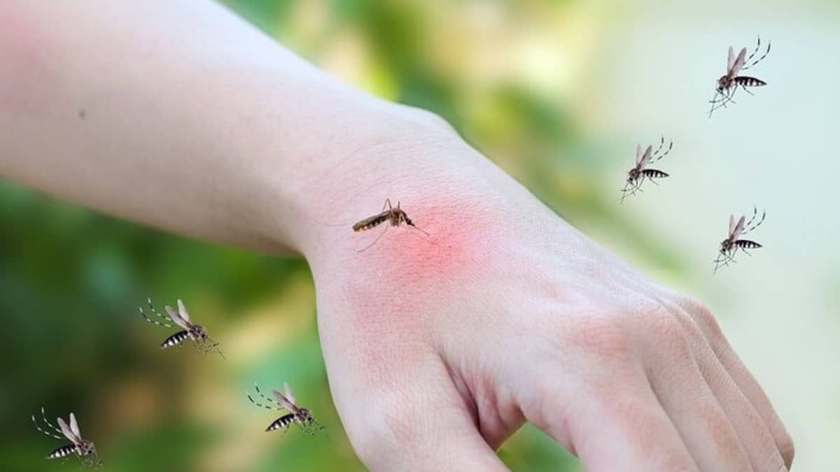 El Niño e altas temperaturas favorecem aumento de casos de dengue
