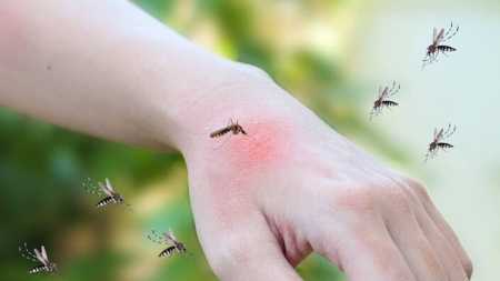 Mosquito da dengue