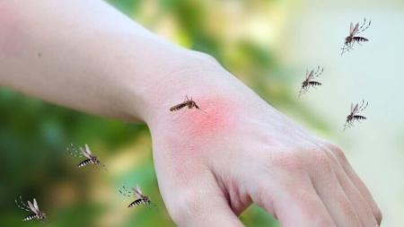 Mosquito da dengue