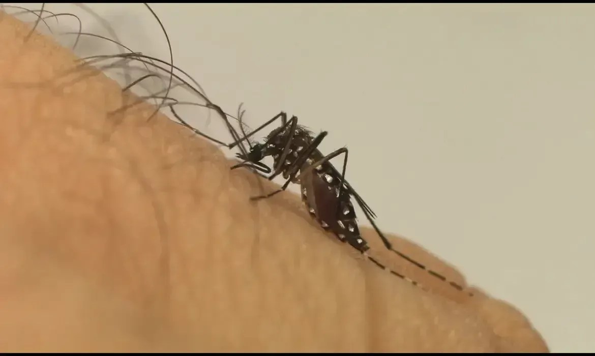 Dengue: Brasil tem quase 1.000 mortes pela doença; Minas tem tendência de queda de casos
