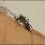 Criança de 3 anos morre com sintomas de dengue em Minas Gerais