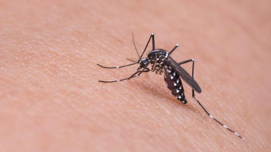 Juiz de Fora e Viçosa registram mortes por dengue