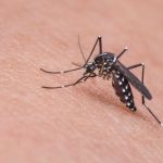 Minas Gerais tem mais de 13 mil casos confirmados de dengue em 2026