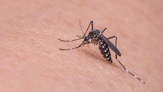 Brasil registra mais de um milhão de casos de dengue em 2024 | CNN Brasil