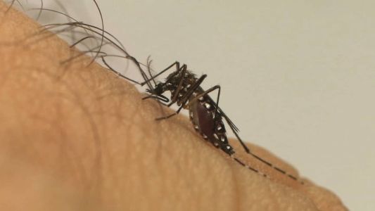 Mosquito do tipo Aedes é responsável pela disseminação do Dengue e Chikungunya
