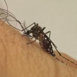 Casos de Chikungunya em BH cresceram 7.572% em 2023; conheça os sintomas