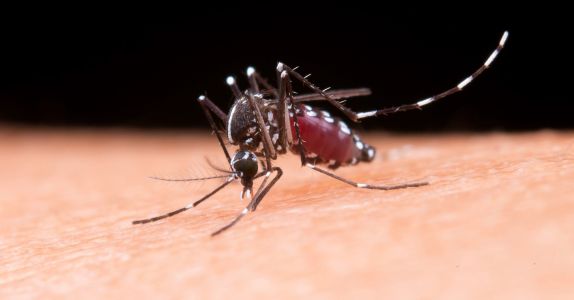 mosquito Aedes aegypti