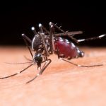 MG: Campo das Vertentes tem 10 mil casos de dengue e cinco mortes