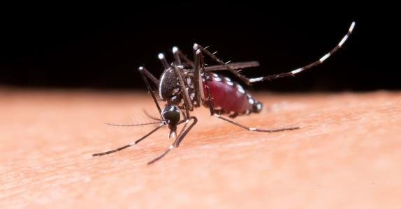 mosquito Aedes aegypti
