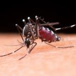 MG: Campo das Vertentes tem 10 mil casos de dengue e cinco mortes