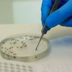 Casos de febre Oropouche crescem no Brasil mas em 'ritmo' lento, diz Ministério da Saúde