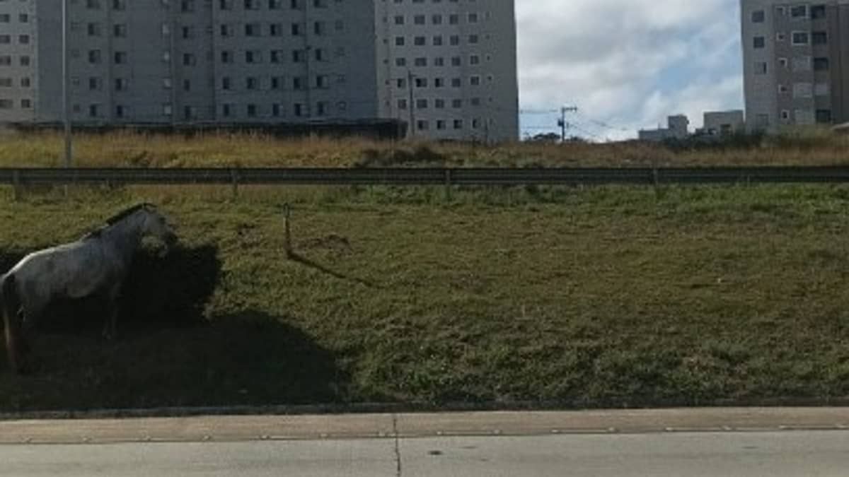Moto atropela cavalo e fere duas pessoas em Vespasiano  