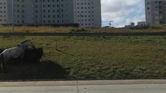 Moto atingiu cavalo na MG 10 em Vespasiano, antes da Cidade Administrativa