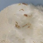 Nutricionista que liberou alimentos com larvas para hospital é denunciada pelo Ministério Público de SP