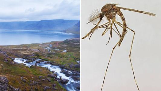 Mosquitos foram detectados pela primeira vez na Islândia, que durante muito tempo foi um dos poucos lugares na Terra livres deles
