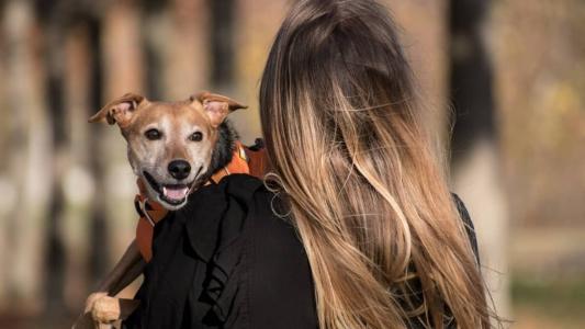 Mudança de postura: empresas reconhecem a importância dos Pets na vida das pessoas