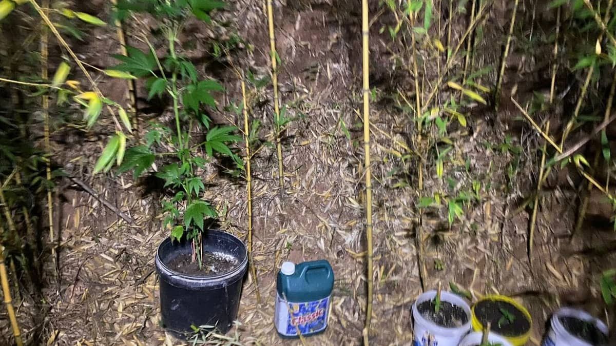 Corpo de bombeiros é acionado para salvar cachorro e acha pés de maconha em Juiz de Fora 