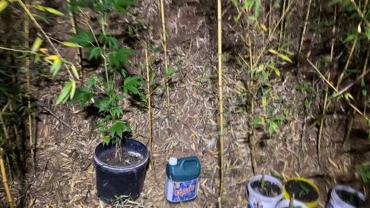 Mudas de maconha estavam em meio a bambuzal