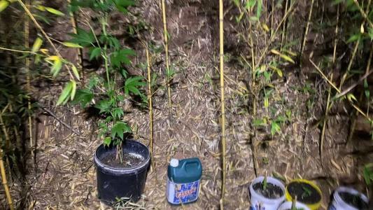 Mudas de maconha estavam em meio a bambuzal