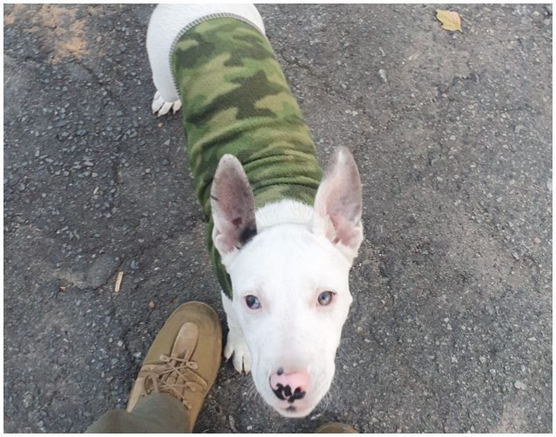 Mulher é presa em Minas após ser filmada agredindo filhote de pitbull