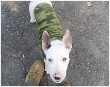 A Lei Sansão aumentou a pena para crimes contra animais, quando se trata de cão ou gato. Quem praticar maus-tratos contra essas espécies pode pegar pode pegar pena de dois a 5 anos de prisão