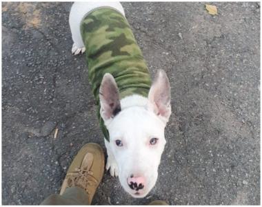 A Lei Sansão aumentou a pena para crimes contra animais, quando se trata de cão ou gato. Quem praticar maus-tratos contra essas espécies pode pegar pode pegar pena de dois a 5 anos de prisão