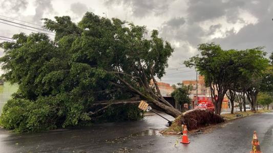 Município registrou queda de árvores em vias importantes da cidade