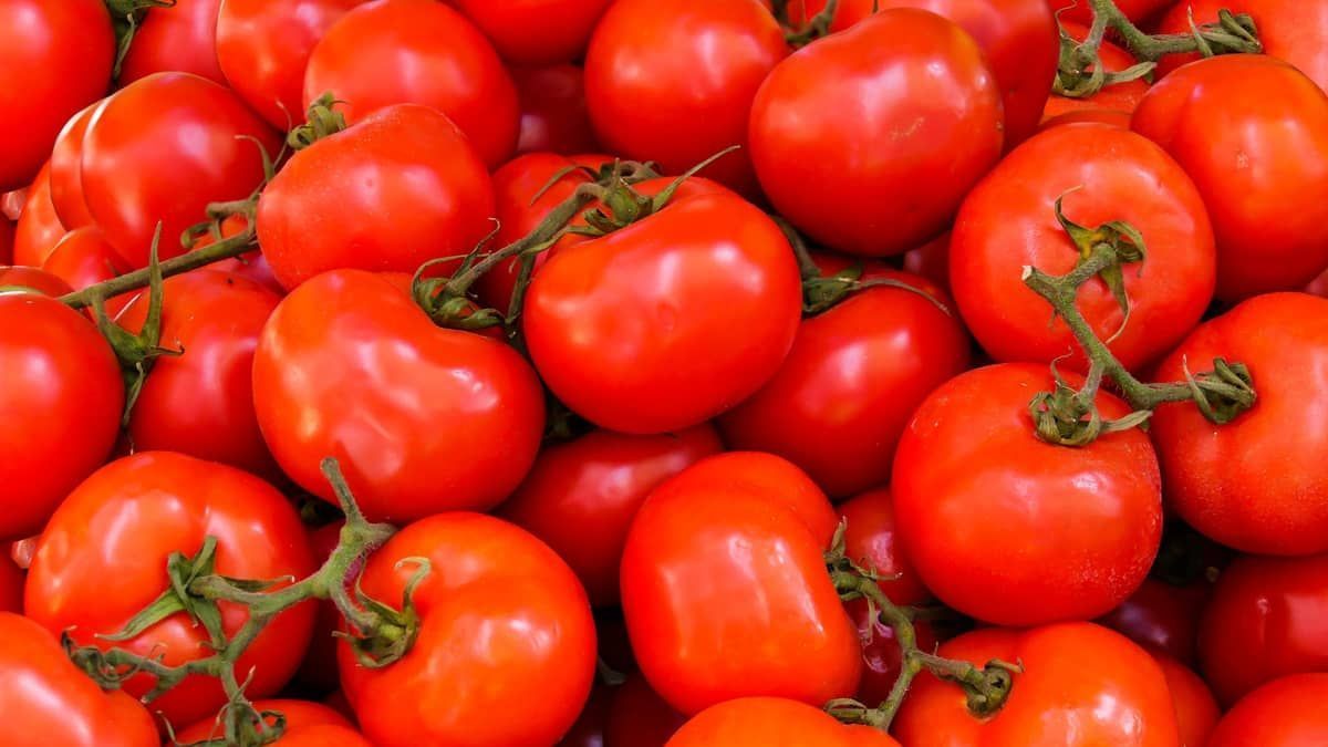 Dia do Tomate: aprenda receitas especiais com o fruto