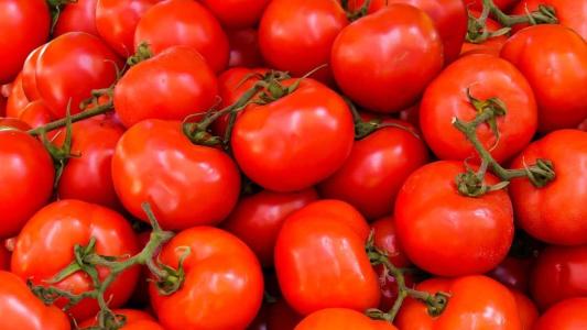 Na Itália, onde foi popularizado na gastronomia, o fruto é conhecido como 'pomo d'oro'