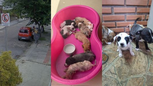 Na primeira imagem, o momento que a mulher abandona os cachorros; nas outras, os filhotes