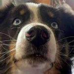 Após quase 1 mês, família reencontra cachorro perdido a 267 quilômetros de casa