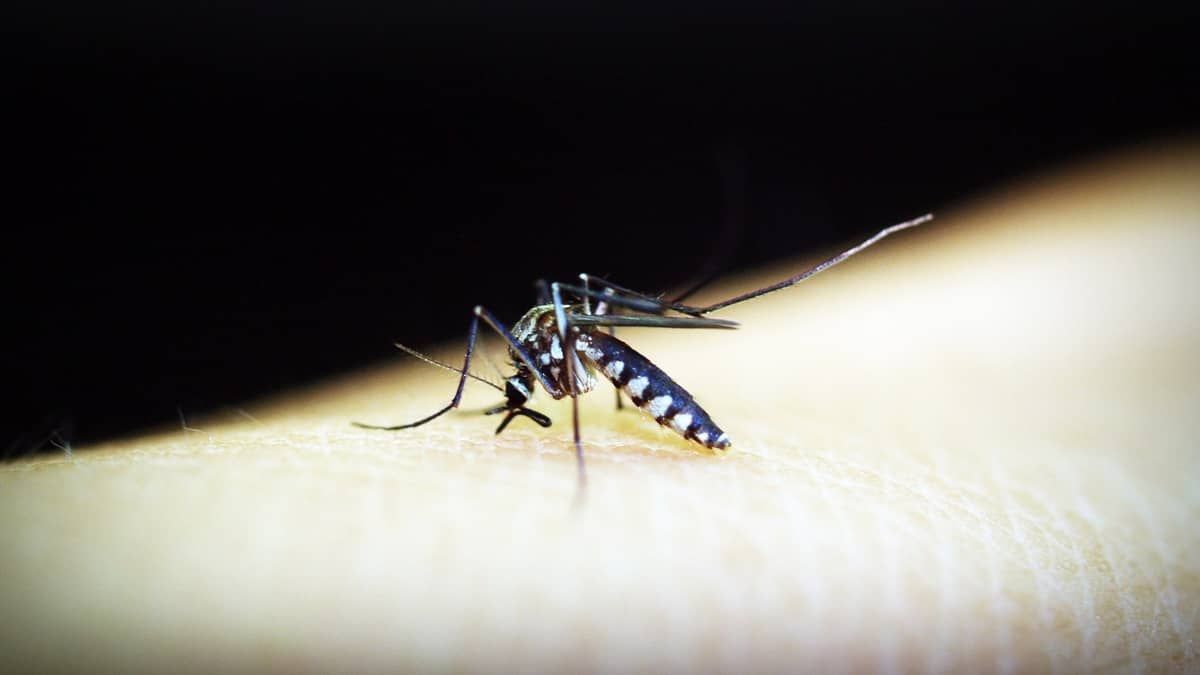 Vacina contra dengue está em análise pela Anvisa 